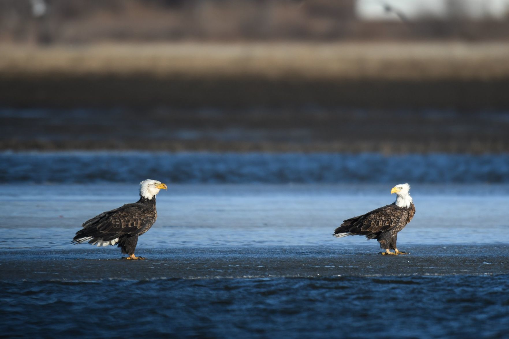 A couple of eagles